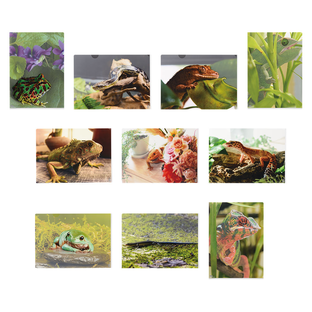 一番くじ 爬虫類＆両生類～Tiny Friends～｜一番くじ倶楽部｜BANDAI