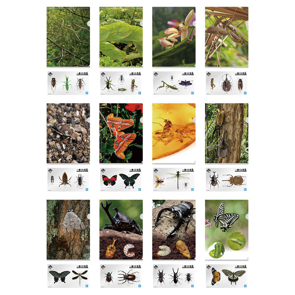 一番くじ昆虫 世界の昆虫博物館｜一番くじ倶楽部｜BANDAI SPIRITS公式